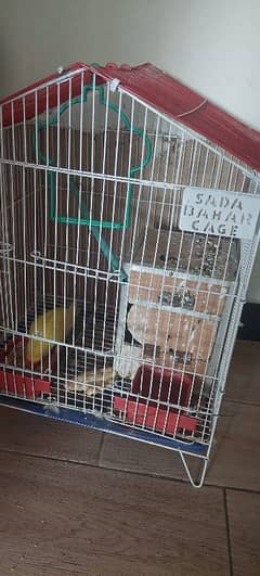 love bird breeder pair for sale