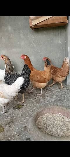 desi hens available