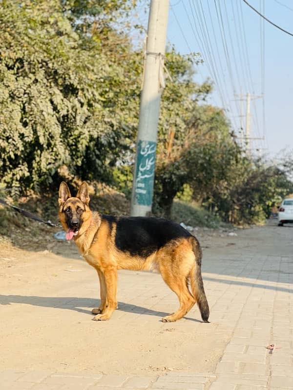 german shephered male dog fully trained 2