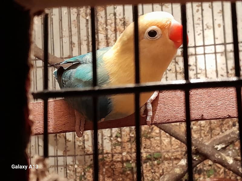 Black mask, parblue,personata red eye parrots 2