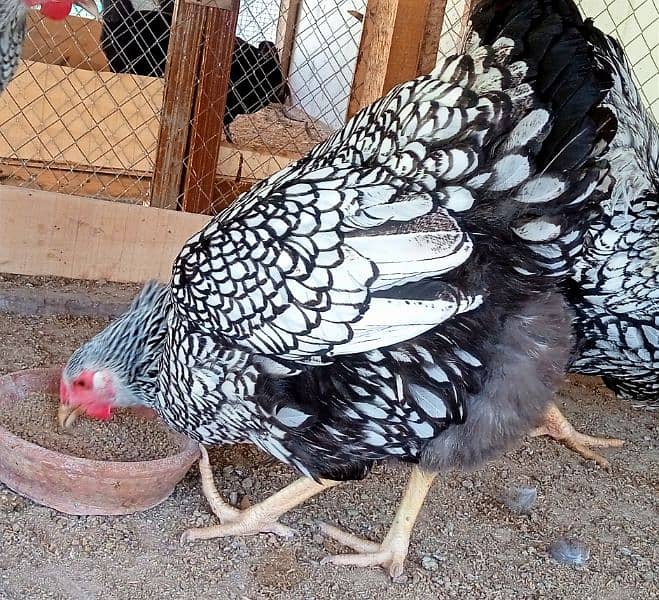 Silver Laced Wyandotte Hen 0