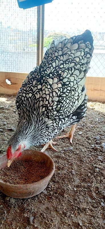 Silver Laced Wyandotte Hen 1