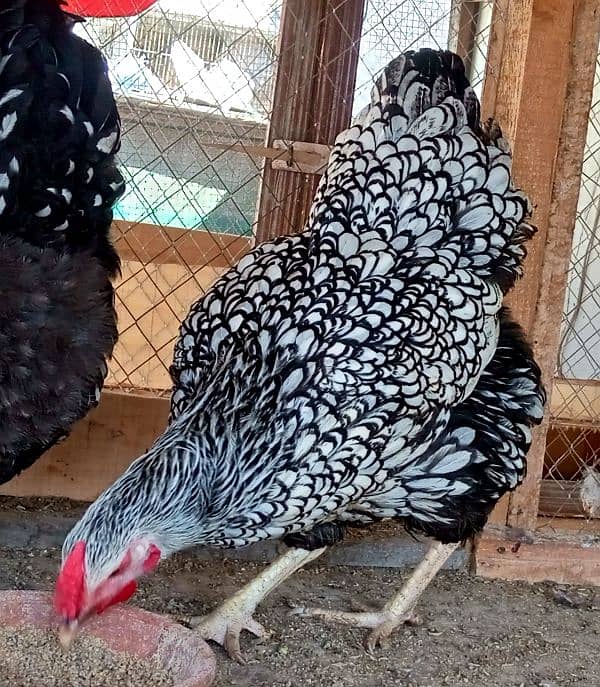 Silver Laced Wyandotte Hen 2