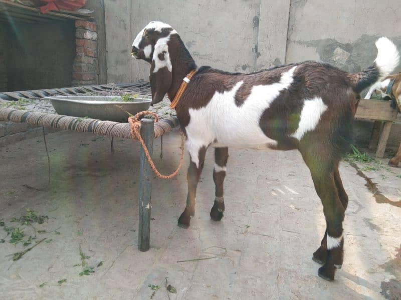 Female goat for sale 0