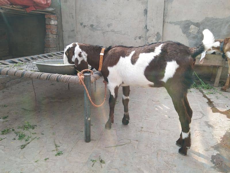 Female goat for sale 1