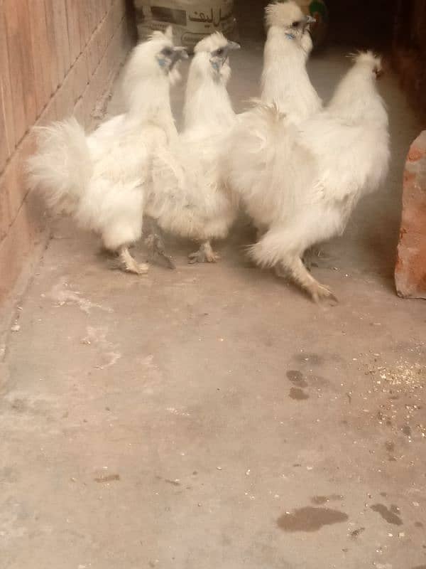 Pair ,Egg laying, Silkie price 8500 And golden buff price 6000 10