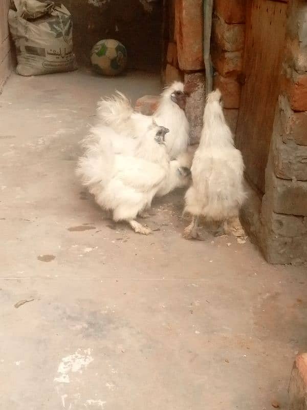 Pair ,Egg laying, Silkie price 8500 And golden buff price 6000 11