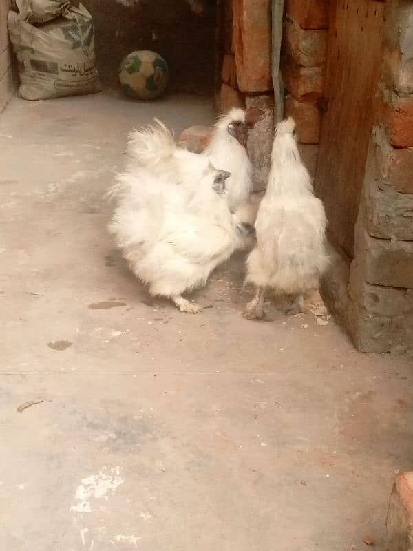 Pair ,Egg laying, Silkie price 8500 And golden buff price 6000 12