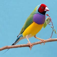 Pair Gouldian Finch & Yellow Gouldian Finch Full Active