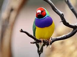 Pair Gouldian Finch & Yellow Gouldian Finch Full Active 1