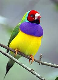 Pair Gouldian Finch & Yellow Gouldian Finch Full Active 2