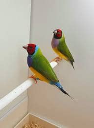 Pair Gouldian Finch & Yellow Gouldian Finch Full Active 4