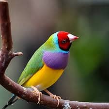 Pair Gouldian Finch & Yellow Gouldian Finch Full Active 5