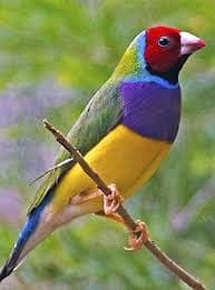 Pair Gouldian Finch & Yellow Gouldian Finch Full Active 6