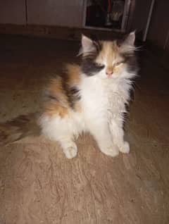 pair of Parisian and Himalayan cross cats for sale