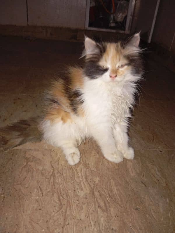 pair of Parisian and Himalayan cross cats for sale 0