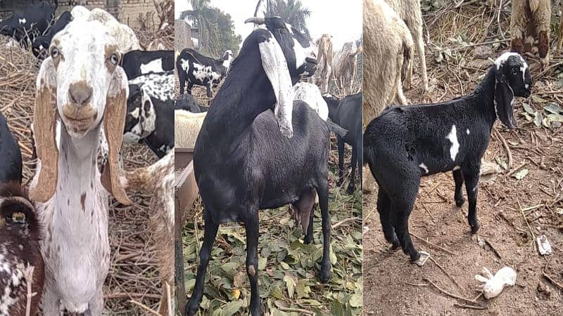 mundra/Sheep /goat for sale, beetle barri doodh wali 0