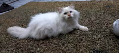 Beautiful White Persian Cat FOR Sale