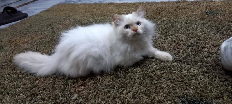 Beautiful White Persian Cat FOR Sale 0