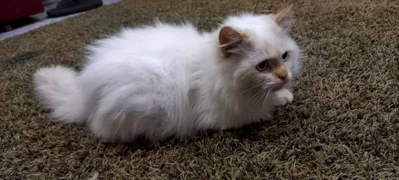 Beautiful White Persian Cat FOR Sale 1