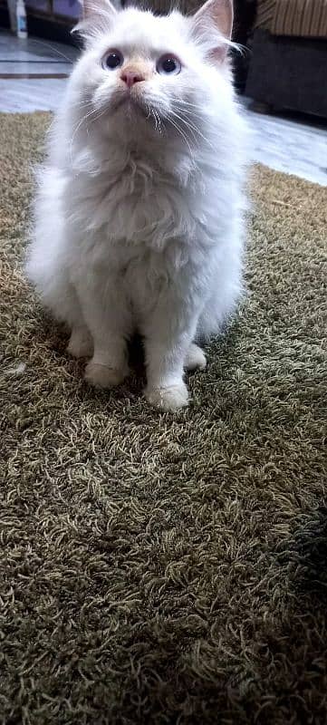 Beautiful White Persian Cat FOR Sale 2