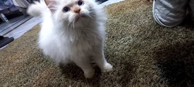 Beautiful White Persian Cat FOR Sale 3