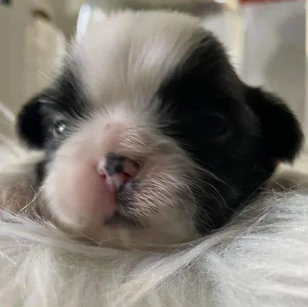 Shih Tzu highly pedigreed puppies for sale 1