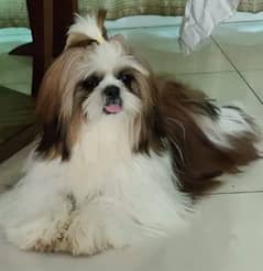 Shih