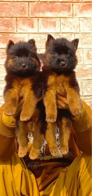 german shepherd long coat puppies pair available for sale 0