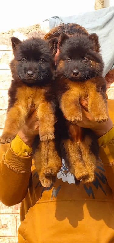 german shepherd long coat puppies pair available for sale 1