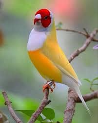 Pair Gouldian Finch & Yellow Gouldian Finch Full Active 7