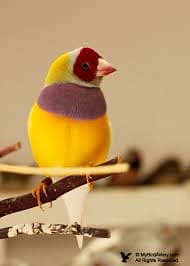 Pair Gouldian Finch & Yellow Gouldian Finch Full Active 8