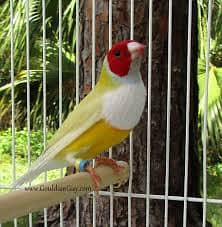 Pair Gouldian Finch & Yellow Gouldian Finch Full Active 9