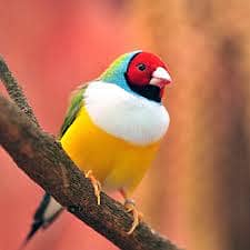 Pair Gouldian Finch & Yellow Gouldian Finch Full Active 10