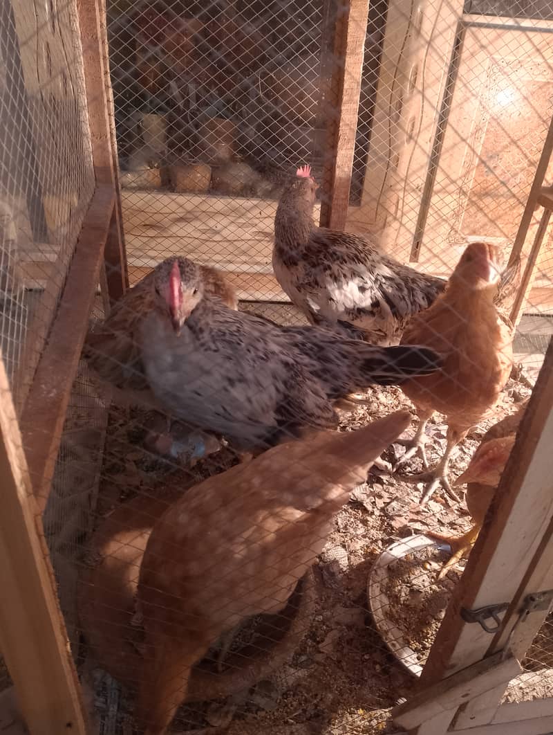 Misri chicks for sell 1