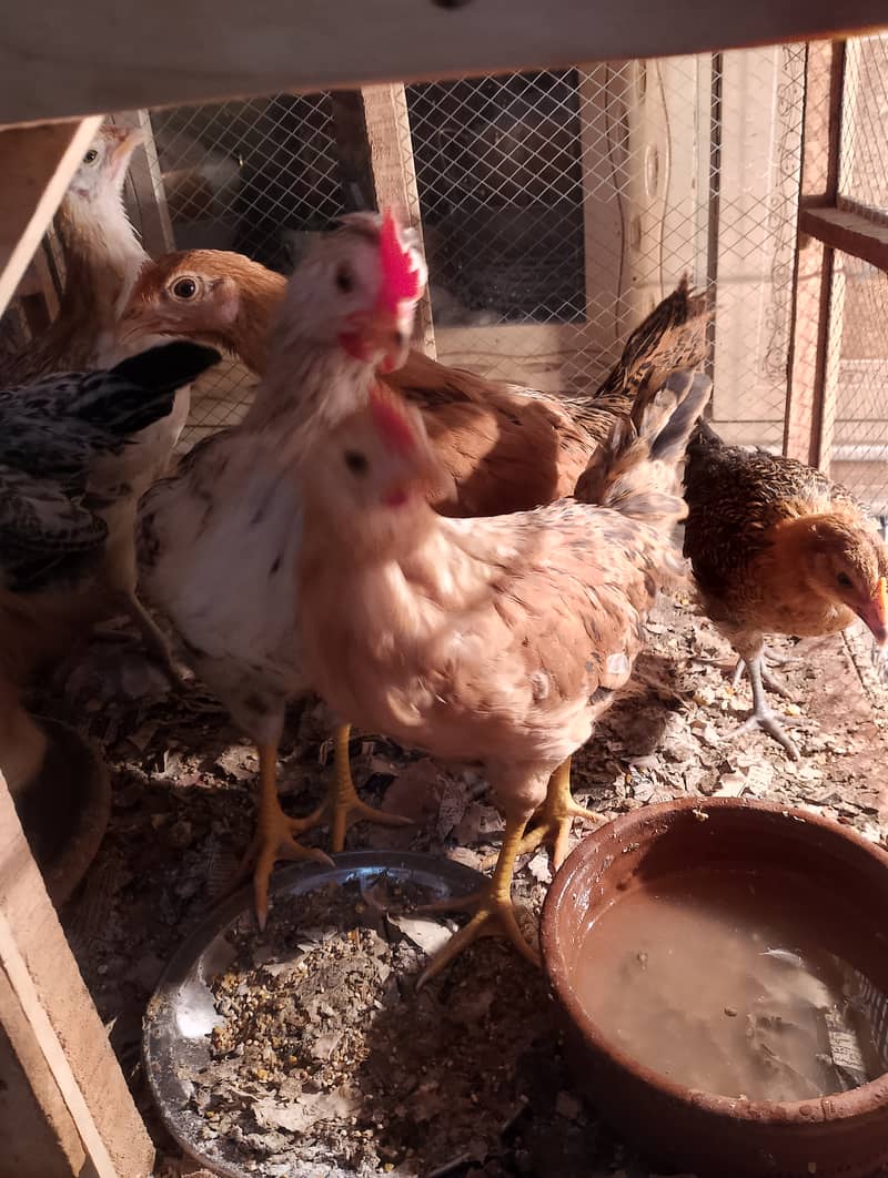 Misri chicks for sell 2