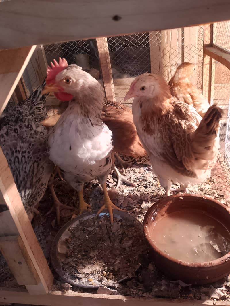 Misri chicks for sell 3