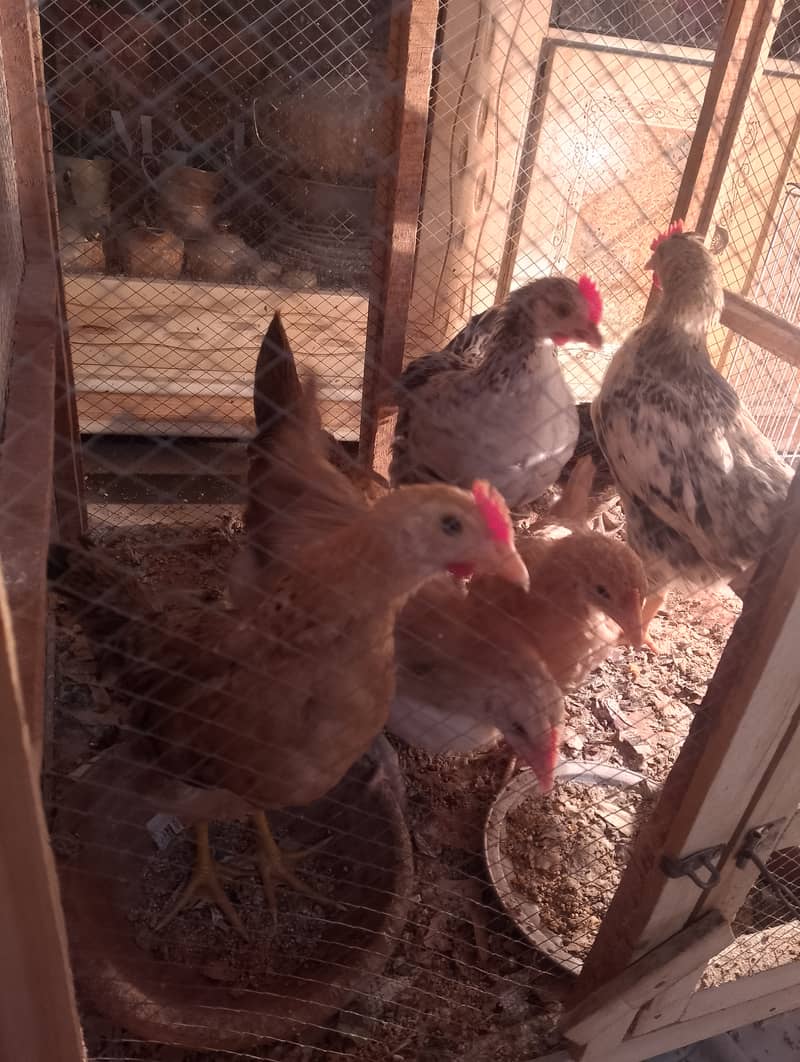 Misri chicks for sell 4