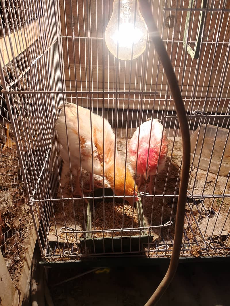 Misri chicks for sell 5