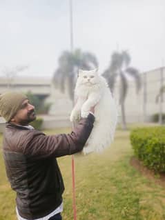 Persian cat