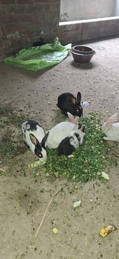 Rabbit females