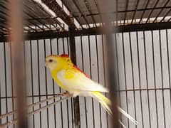 Rubino red eye pair for sale