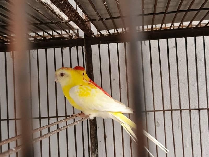 Rubino red eye pair for sale 0