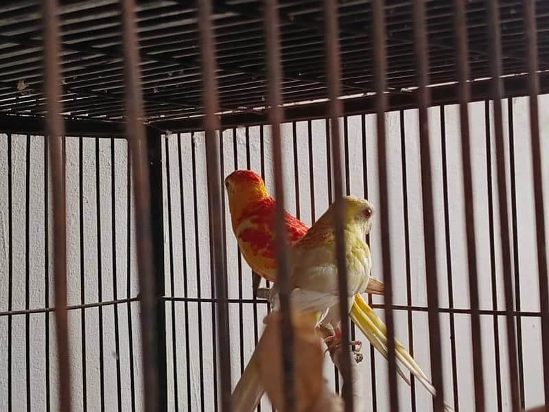 Rubino red eye pair for sale 1