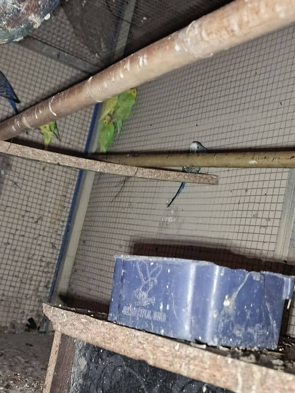 Parrots for sale 10 pieces available 0