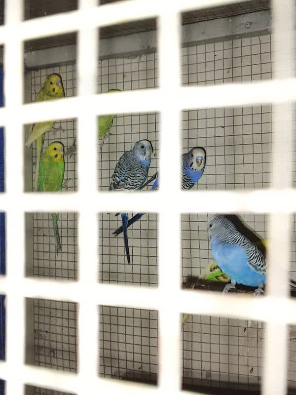 Parrots for sale 10 pieces available 3