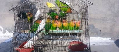 Sale Sale.  Green fisher breeder pair in very reasonable price