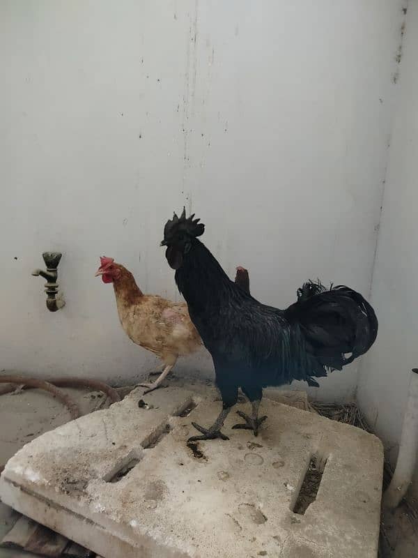 ayam cemani 0