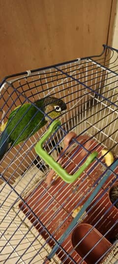 pineapple conure