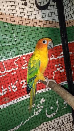 sunconure | conure | red factor sunconure | sunconure with DNA